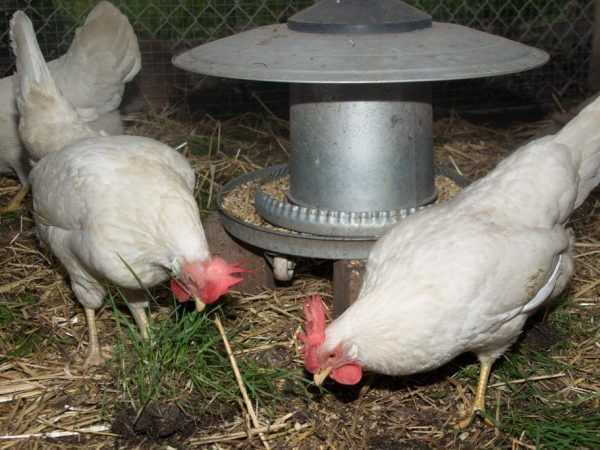 Ras av kycklingar Decalb White