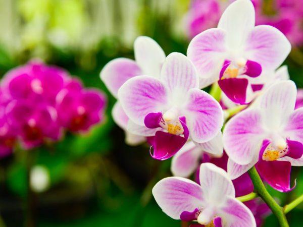 Orkidea ei tarvitse suurta ruukkua