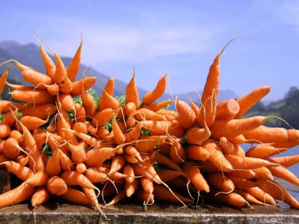 Cà rốt được sử dụng trong y học dân gian