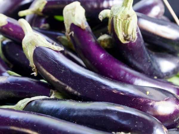Pestovanie dlhého fialového baklažánu