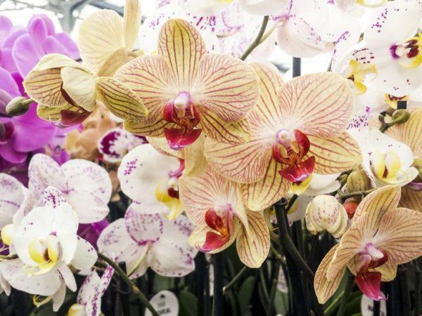 Nau'in orchids masu daraja