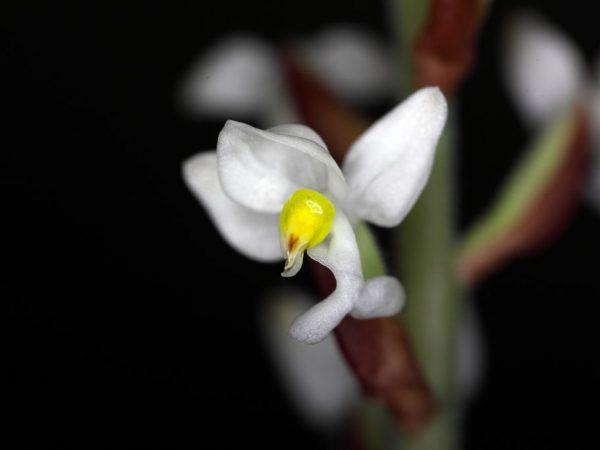 Velmi oblíbená je vzácná orchidej Ludisia