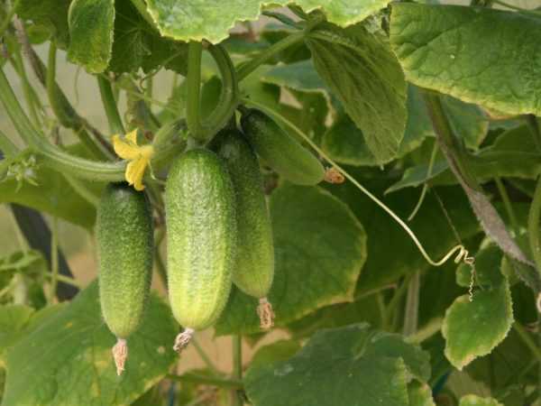Halayen cucumber iri-iri Abokai-abokai