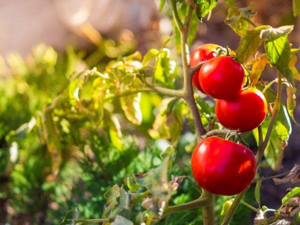 Beskrivning av Dubok tomater