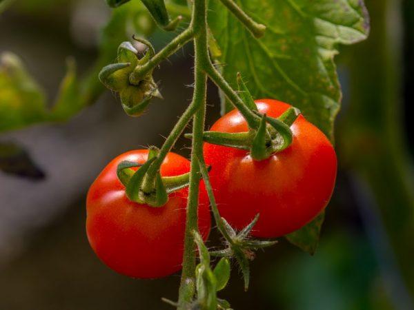 A Tomato Dubok számos előnnyel rendelkezik