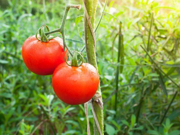 Egenskaper hos Dubrava-tomaten