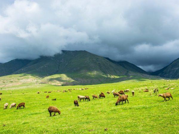 Edilbaevskaya-lammasrodun ominaisuudet