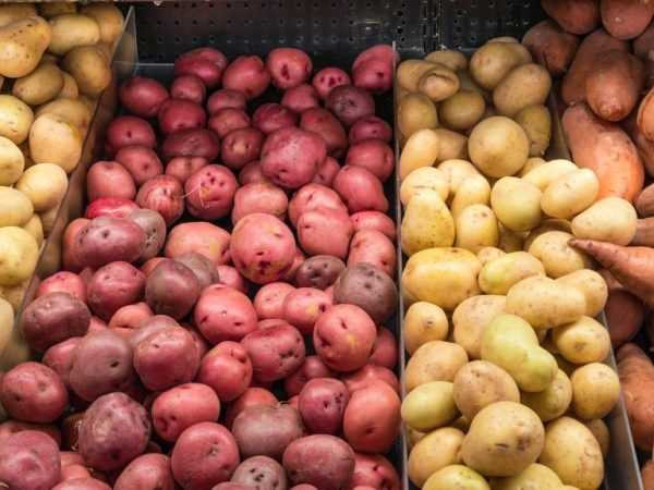 Vybírejte kvalitní brambory