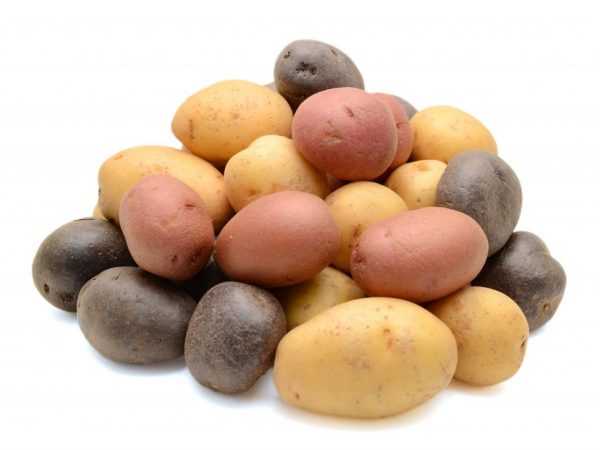 Dobré sadbové brambory