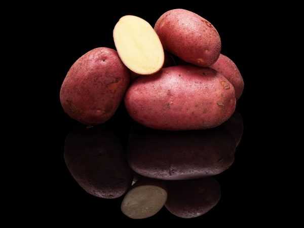 Beskrivning av potatissort Evolution