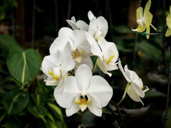 Основные заболевания орхидеи — корневая и черная гниль.