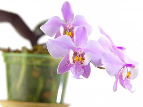 Орхидея Шиллериана