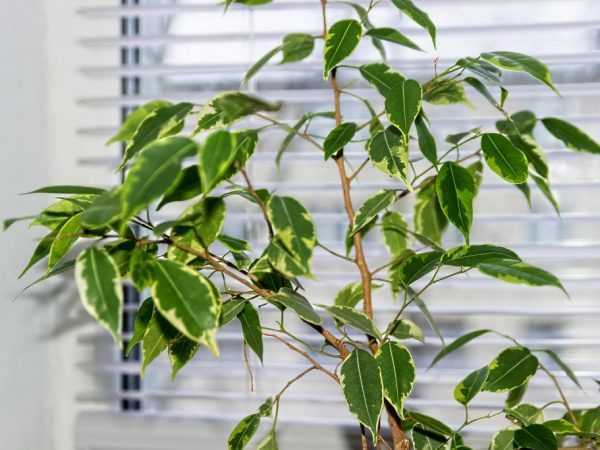Ficus Benjamin rụng lá