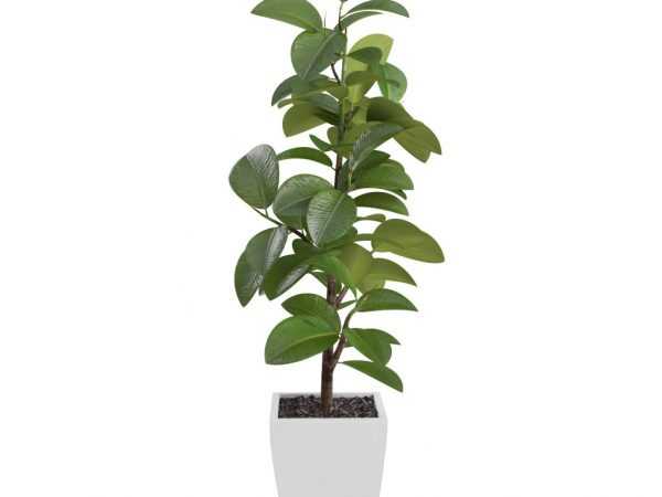 Đặc điểm của Ficus ciatistipula