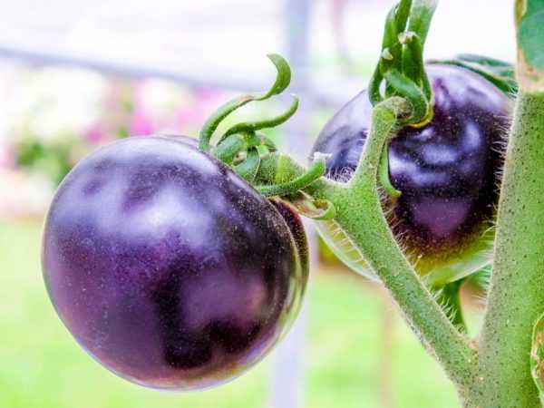 Varieti tomato ungu