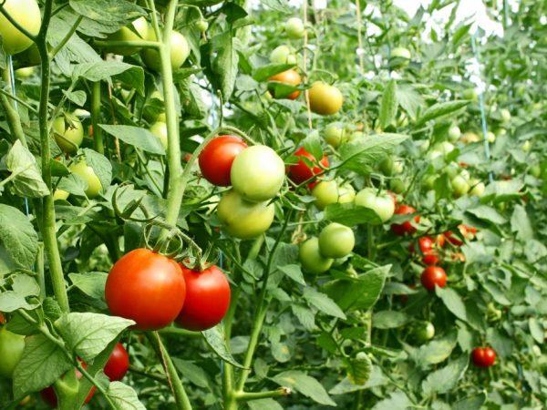 Etapy tvorby paradajok