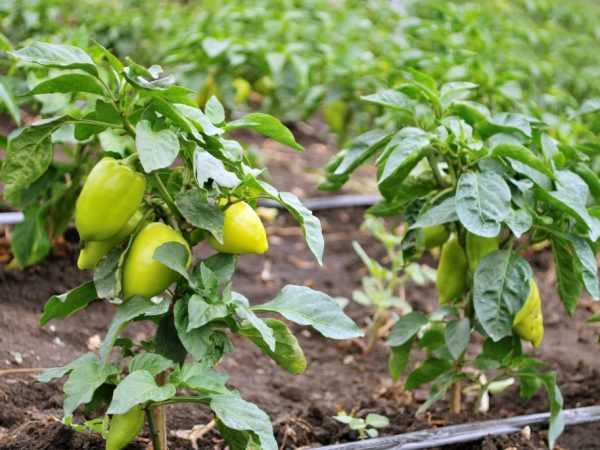 Regler for dannelse av pepper i det åpne feltet