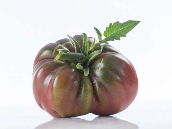 Ciri-ciri tomat gajah hitam