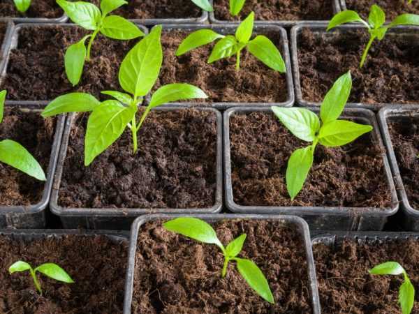Seedlings suna buƙatar haske mai kyau