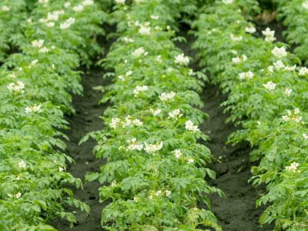 Aplikasi herbisida pada kentang