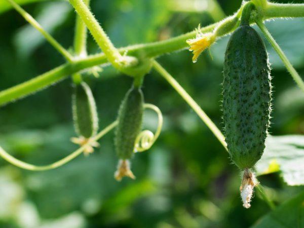 Dobrou úrodu zajistí nákup kvalitních semen