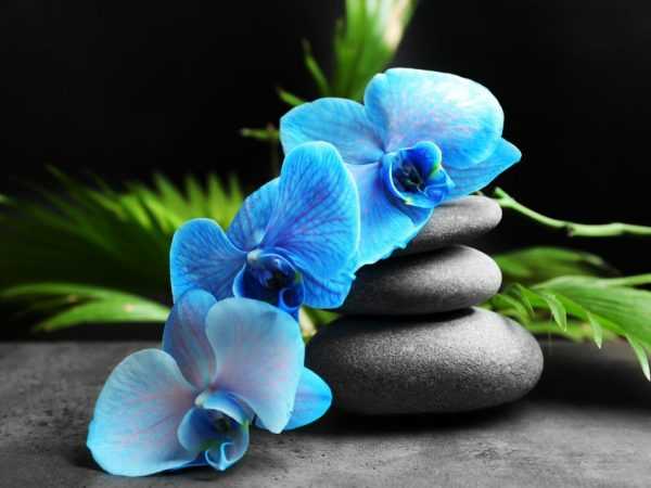 Pleie av blå og blå orkideer