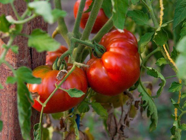 Beskrivning av tomat Pride of Siberia