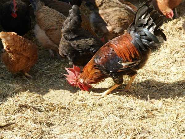 Granulär kycklingspillning