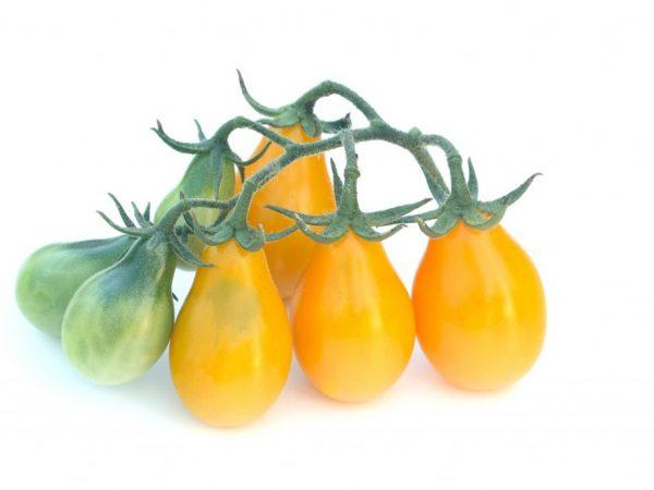 Penerangan mengenai tomato Pear