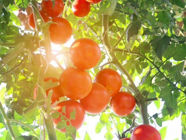 Deskripsi varietas tomat Grushovka
