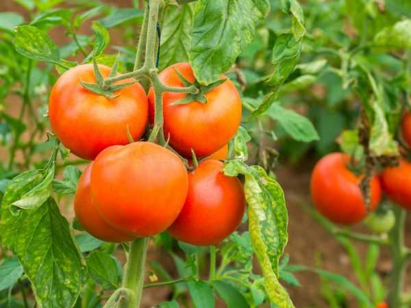 Ciri-ciri varieti tomato GS 12