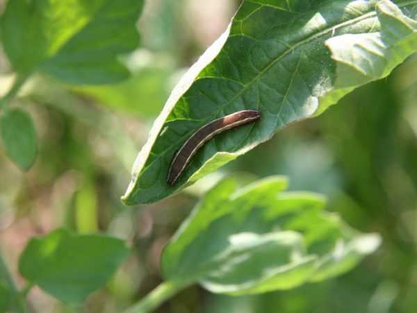 Μέθοδοι ελέγχου Caterpillar στις ντομάτες