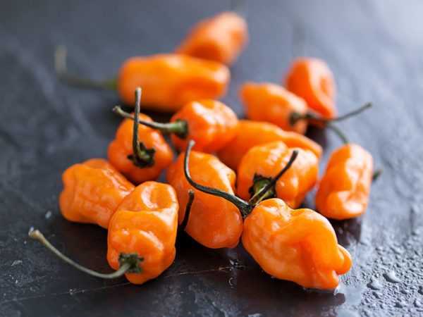 Charakteristika odrůdy papriky Habanero
