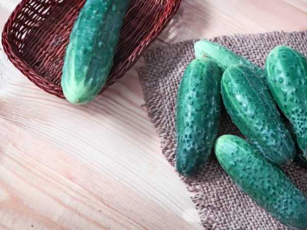Kenmerken van de variëteit van komkommers Khabar