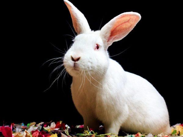 Характеристика кроликов породы Хиколь