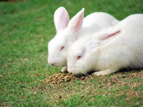 Питание кроликов Хиколь