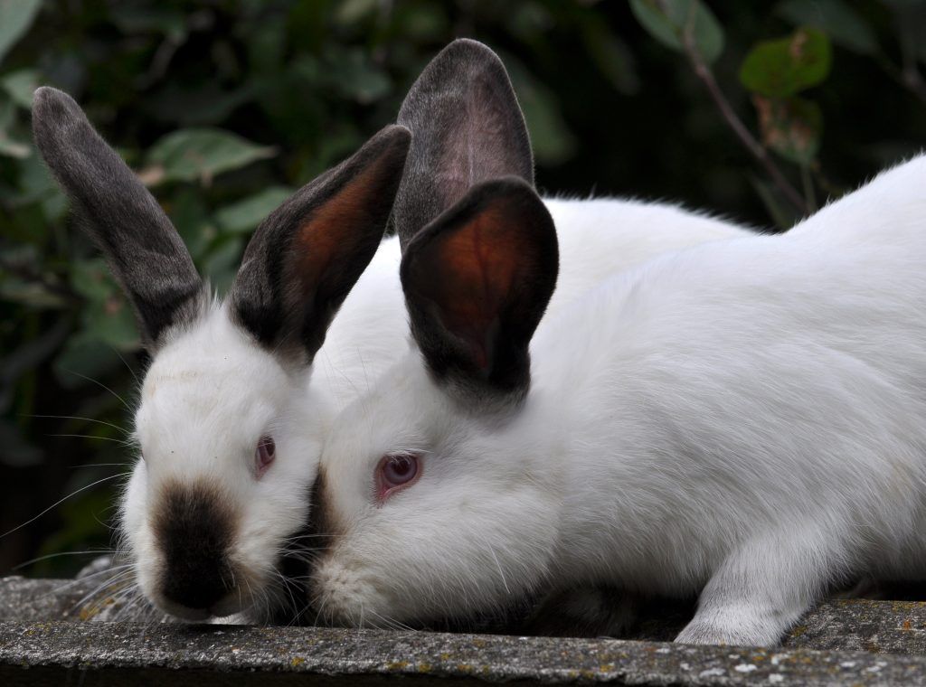 Кролики породы Хиплус