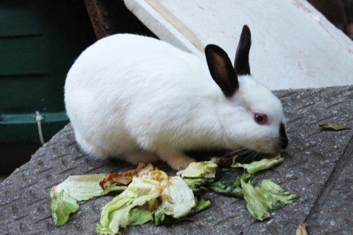 Уход за кроликами породы Хиплус