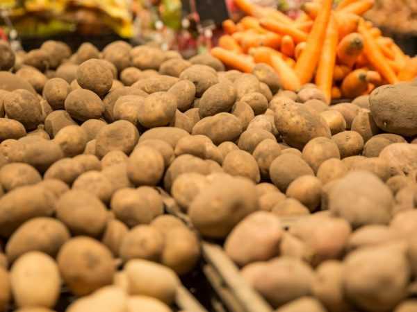 Regler för att lagra potatis i en källare på vintern