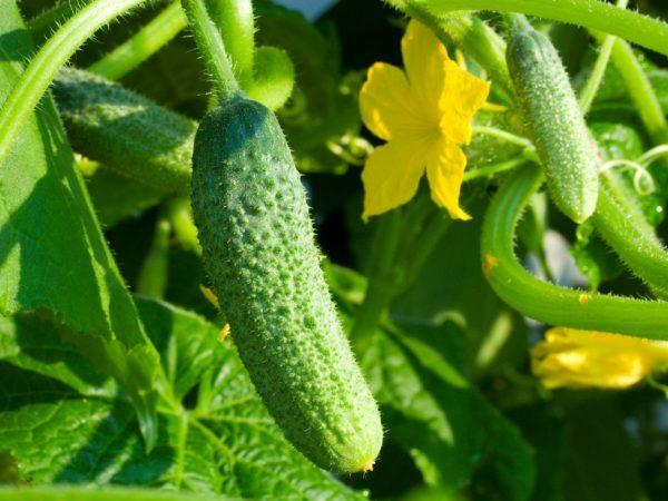 Beschrijving van de variëteit aan komkommers Khrustyk