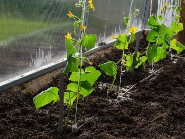 Odrůdu lze pěstovat pouze ve skleníkových podmínkách.