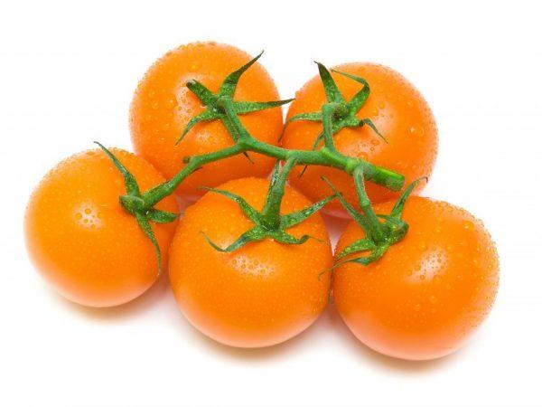 Penampilan tomat