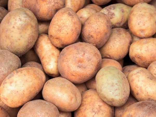 Mga katangian ng Ilyinsky patatas