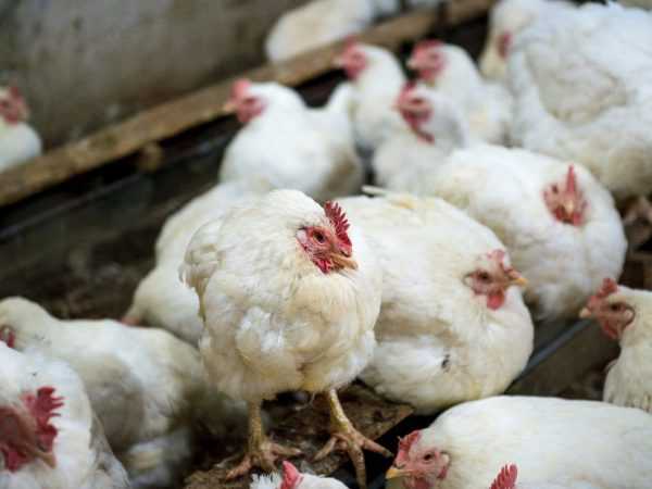 Infeksiøs bronkitt hos kyllinger