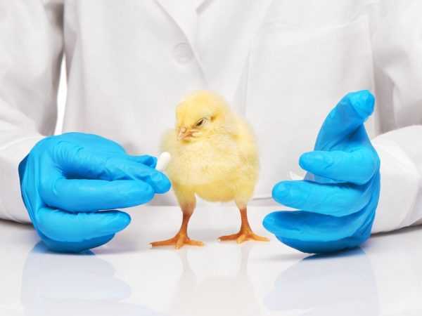 Bronkitis berjangkit boleh menyebabkan pengeluaran telur berkurangan