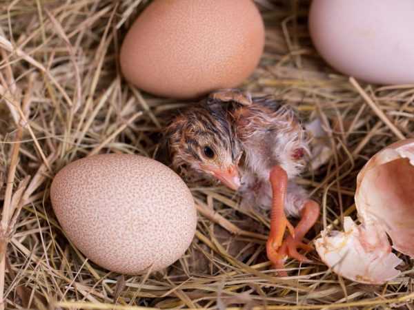 Guinea tojás inkubálása