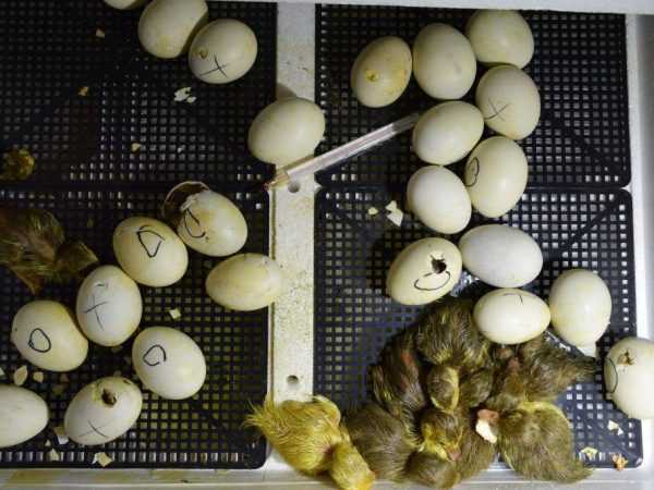 Inkubácia kačacích vajec