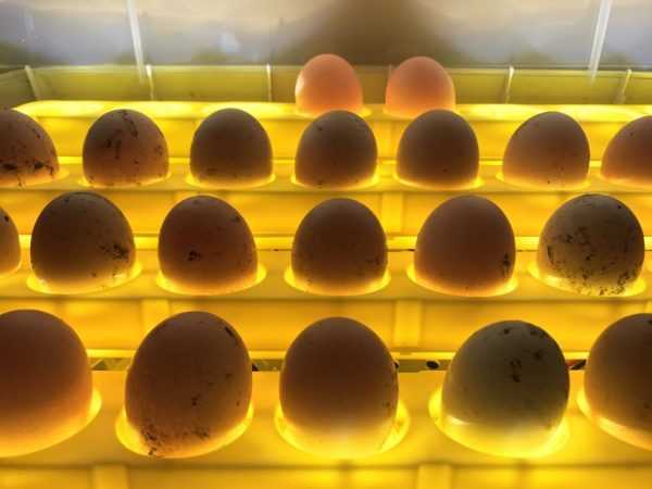 Inkubace slepičích vajec