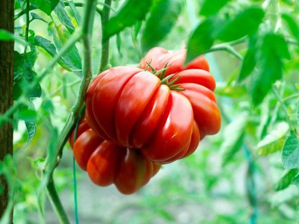Deskripsi Buah ara tomat merah muda dan merah