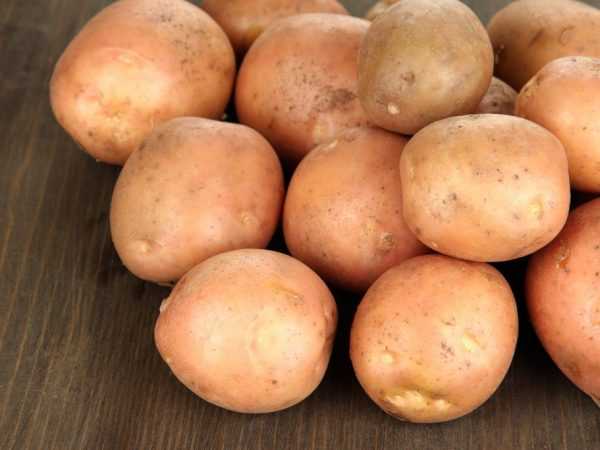 Ciri-ciri varieti kentang Irbitsky